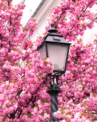 Pink cherry blossoms