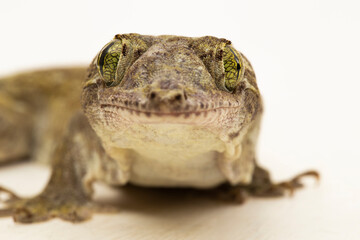 The Halmahera Giant Gecko (Gehyra marginata)  Ternate dtella isolated on white background