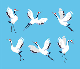 Fototapeta premium Red Crowned Crane as Long-legged and Long-necked Bird in Different Pose Vector Set
