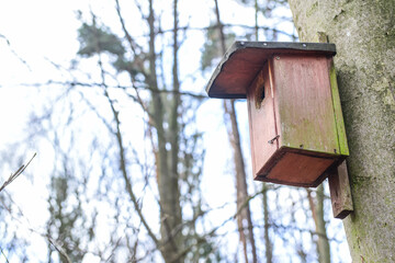 Tree with bird house outdoors, closeup