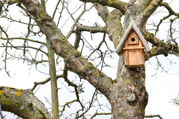 Tree with bird house outdoors