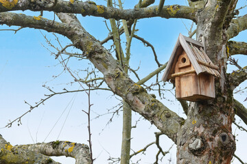 Tree with bird house outdoors
