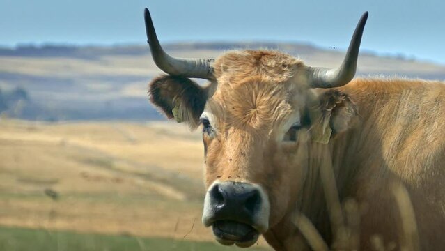 Race bovine de l'Aubrac - Vache en gros plan - Bovin d'&eacute;levage dans les pr&eacute;s (p&acirc;turage)