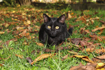 Black cat with yellow eyes in the autumn garden