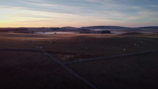 Vue en drone sur l'Aubrac lors d'un lever de soleil - Petit matin dans la brume avec un paysage typique du Massif Central dans la Loz&egrave;re - Vall&eacute;e avec p&acirc;turage et prairie (pr&eacute;s)