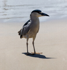 Photograph of a Black-crowned night heron on the shore.	