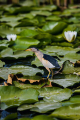 bird on water lilies
