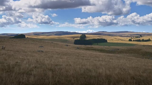 Timelapse Aubrac - P&acirc;turage champ&ecirc;tre - Vache d'&eacute;levage dans les pr&eacute;s et prairie