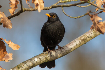 Amsel 4