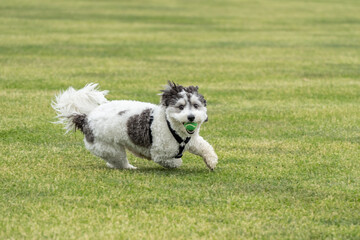 Fototapeta premium Black and White Puppy Playing Fetch with Green Ball
