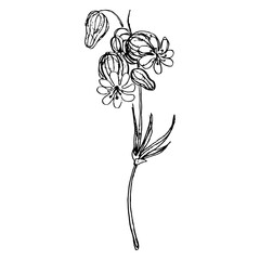 Single branch of white campion flower. Silene latifolia. Hand drawn ink sketch. Black silhouette on white background. Isolated vector illustration. 