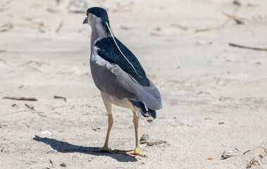 Photograph of a Black-crowned night heron on the shore.