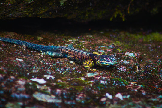the crevice swift, metallic blue lizard family, sceloporus torquatus, or collared spiny lizard in mexiquillo durango forest 