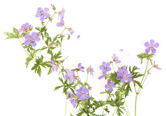 Flowers Meadow Crane's-bill isolated on white background. Plant herb Meadow geranium Geranium pratense.