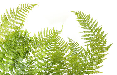 Wood ferns branches isolated on white background. Forest plants fern Dryopteris. © vaitekune