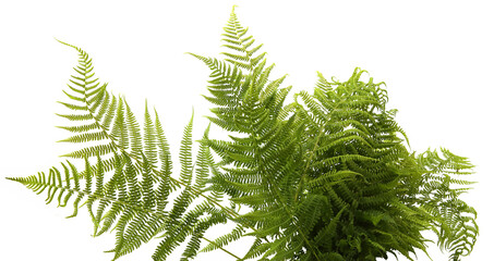 Wood ferns branches isolated on white background. Forest plants fern Dryopteris. © vaitekune