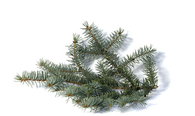Image of a spruce branch on a white background.