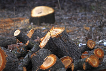 A pile of sawn wooden chocks for firewood is depicted.