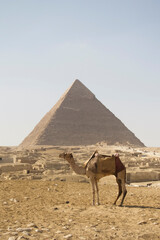 camel and pyramids