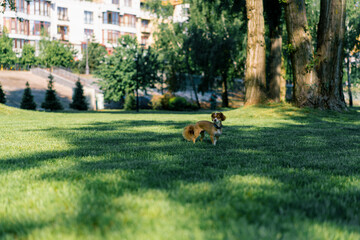 Obraz na płótnie Canvas Cute little dog on a walk running in the park animal training in the nature the dog is running away from the owner