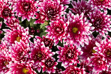 Close-up of a purple chrysanthemum flower