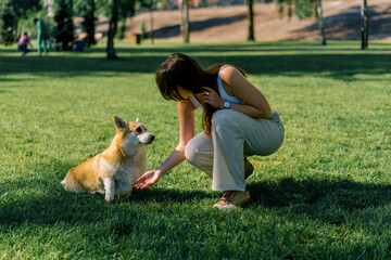 a young girl trains a corgi dog in the park the dog obeys the master's command give me a paw