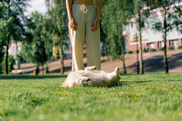 cute playful fluffy naughty corgi dog is rolling on the grass on a walk in the park in summer