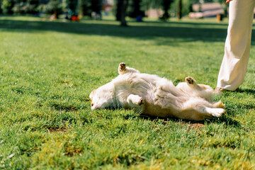 cute playful fluffy naughty corgi dog is rolling on the grass on a walk in the park in summer