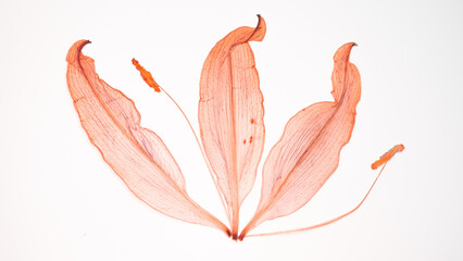 Pressed and dried delicate Lilies Lilium Lily flower and leaves isolated from background. For use...