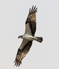 Osprey scouting for prey in Orlando Florida