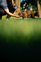 the owner feeds treats from the hand to a small cute dog of the French bulldog breed on a walk in the park