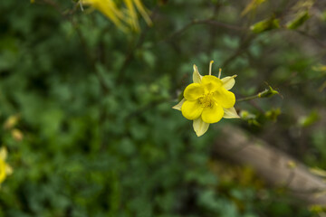 beautiful yellow flower in the middle of the field
