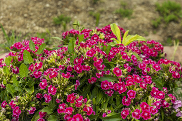 group of small purple flowers