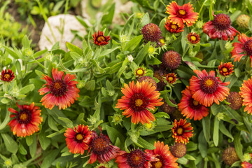 From the Asteraceae family, gazania is a perennial plant