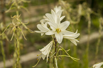 White Freesias primarily signify light, purity, and clarity of thought