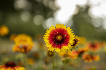 Gazanias do not mind living in poor soils and resisting lack of water well