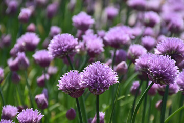 Purple chives aka Allium schoenoprasum are a popular herb to grow in the garden.