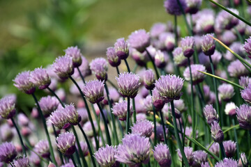 Purple chives aka Allium schoenoprasum are a popular herb to grow in the garden.