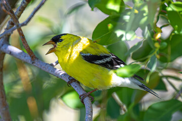 Male American Goldfinch (Spinus tristis)