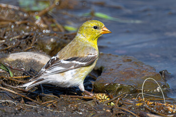 Perching American Goldfinch (Spinus tristis)