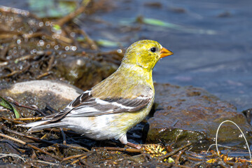 Perching American Goldfinch (Spinus tristis)