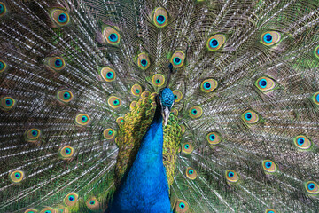 A peacock spreads a large and bright tail in a park in the Krasnodar Territory. Novorossiysk, Russia. 07.06.2023
