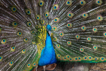 Fototapeta premium A peacock spreads a large and bright tail in a park in the Krasnodar Territory. Novorossiysk, Russia. 07.06.2023