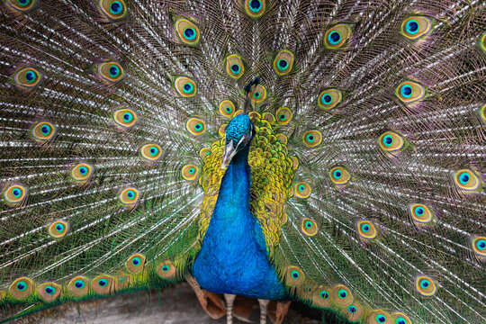 A peacock spreads a large and bright tail in a park in the Krasnodar Territory. Novorossiysk, Russia. 07.06.2023