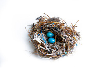 Bird's nest and blue eggs.