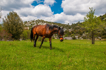 Horse in the field.