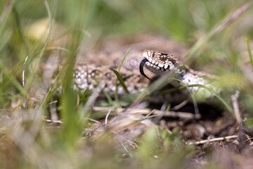 Vipera ursinii with the common name Meadow viper, Italy, Campo Imperatore.