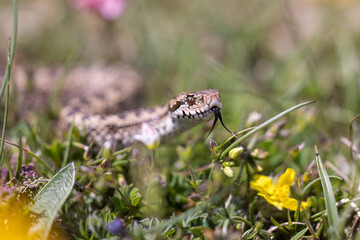 Vipera ursinii with the common name Meadow viper, Italy, Campo Imperatore.