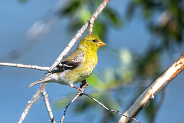 Perching American Goldfinch (Spinus tristis)