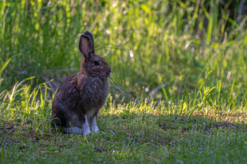 Snowshoe Hare (Lepus americanus) in Late Spring
